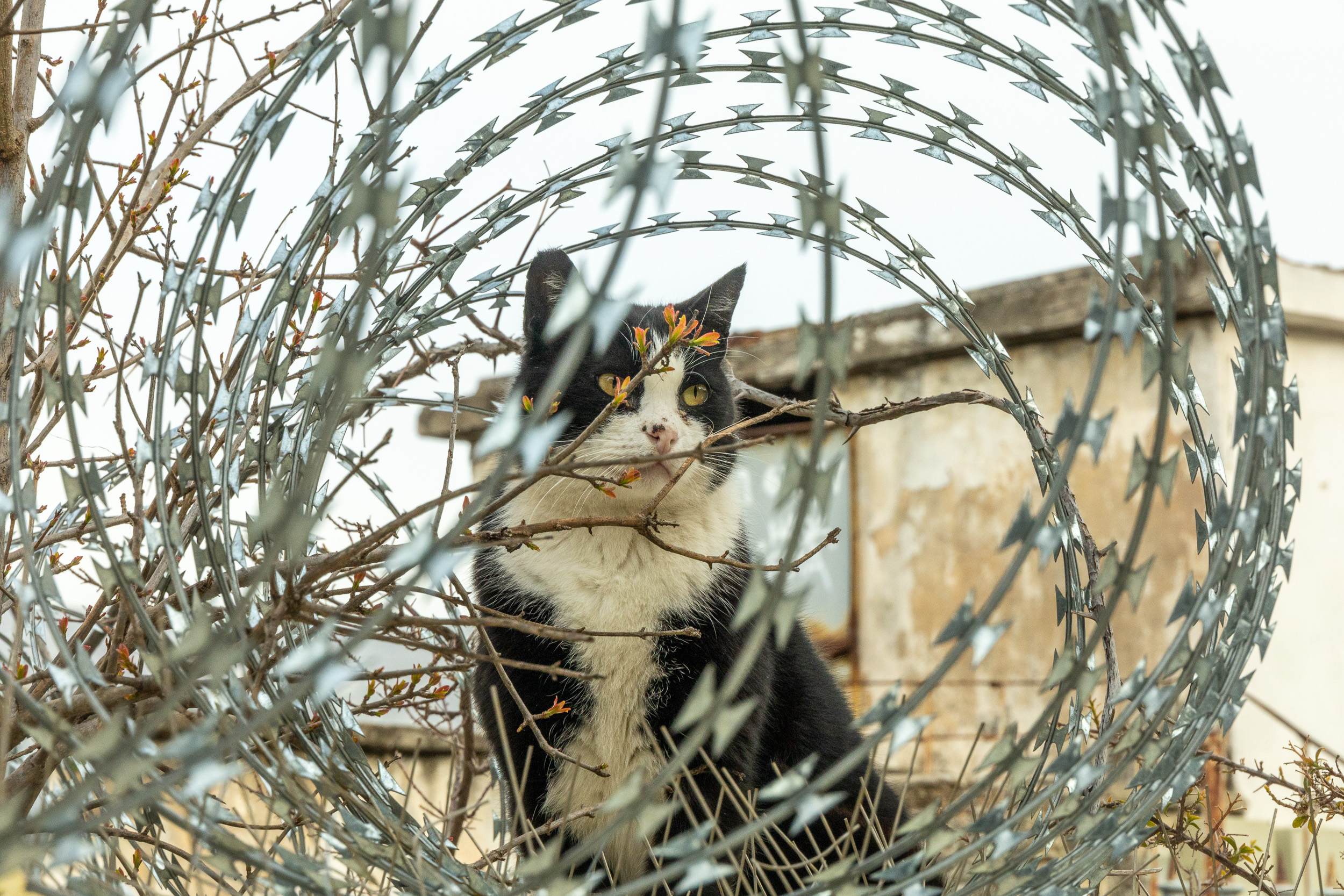 В Афинах очень много котиков