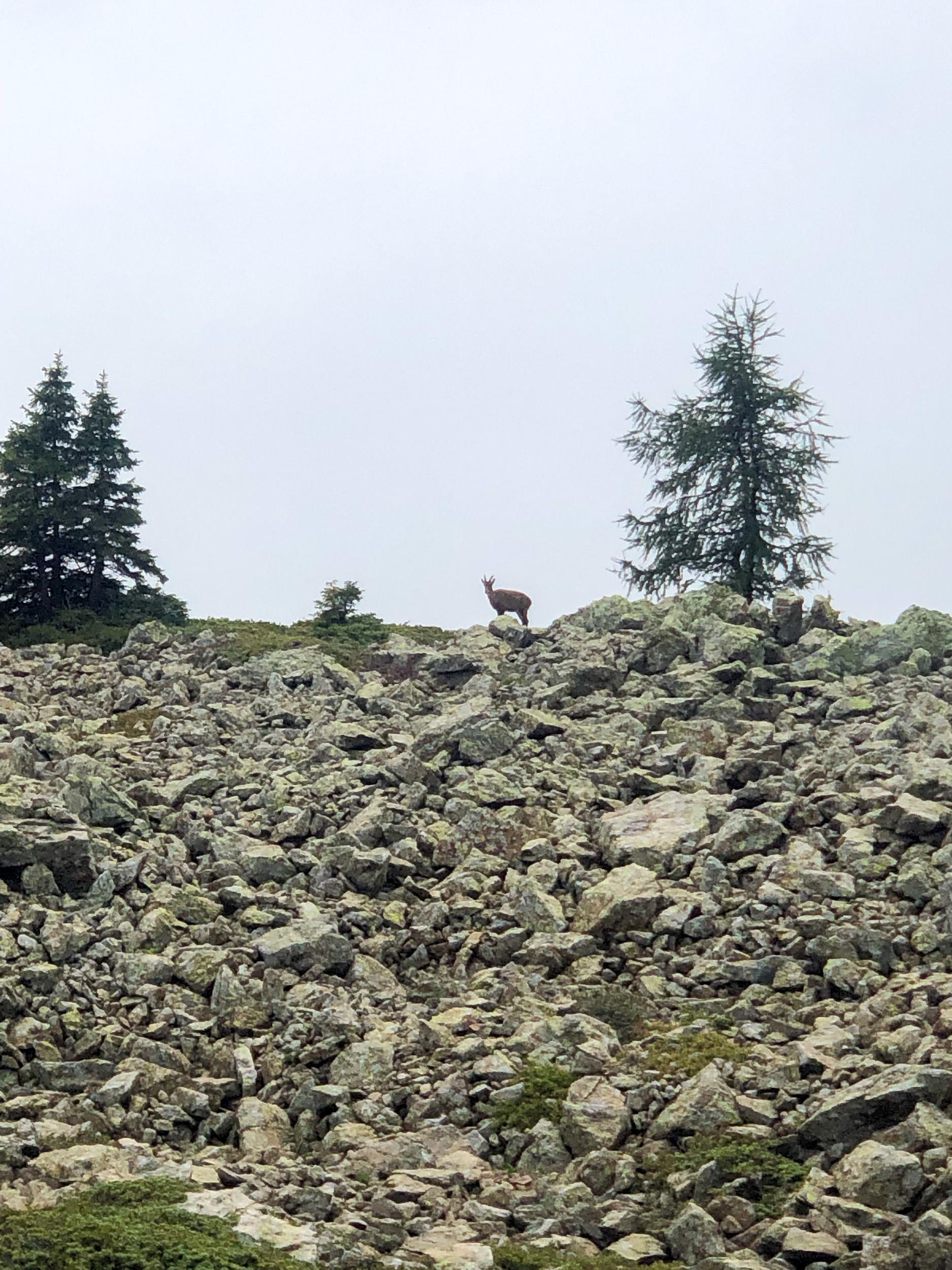 Горные козы