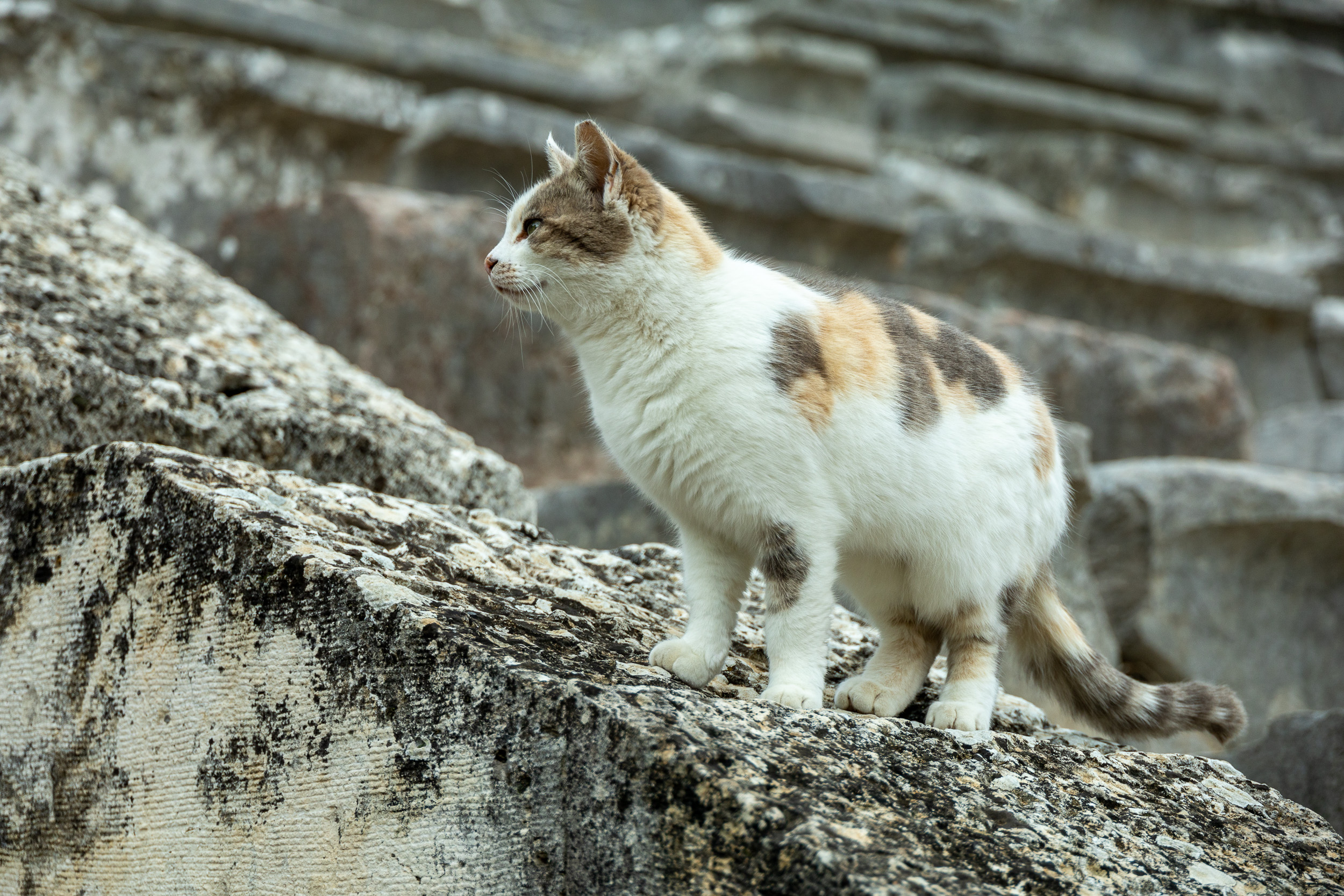 Обитательница теата Эпидавра