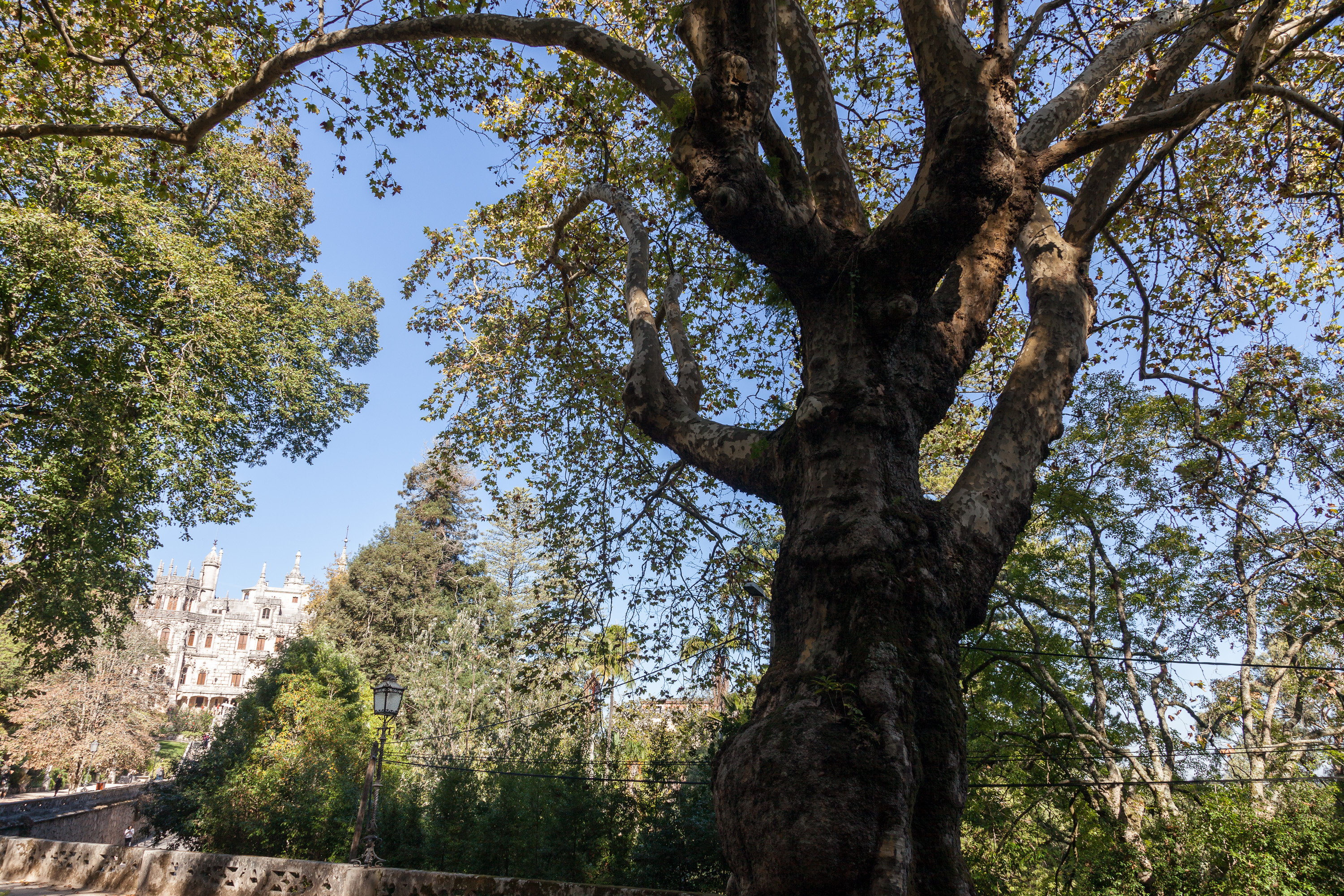 В парке Кинта да Регалейра