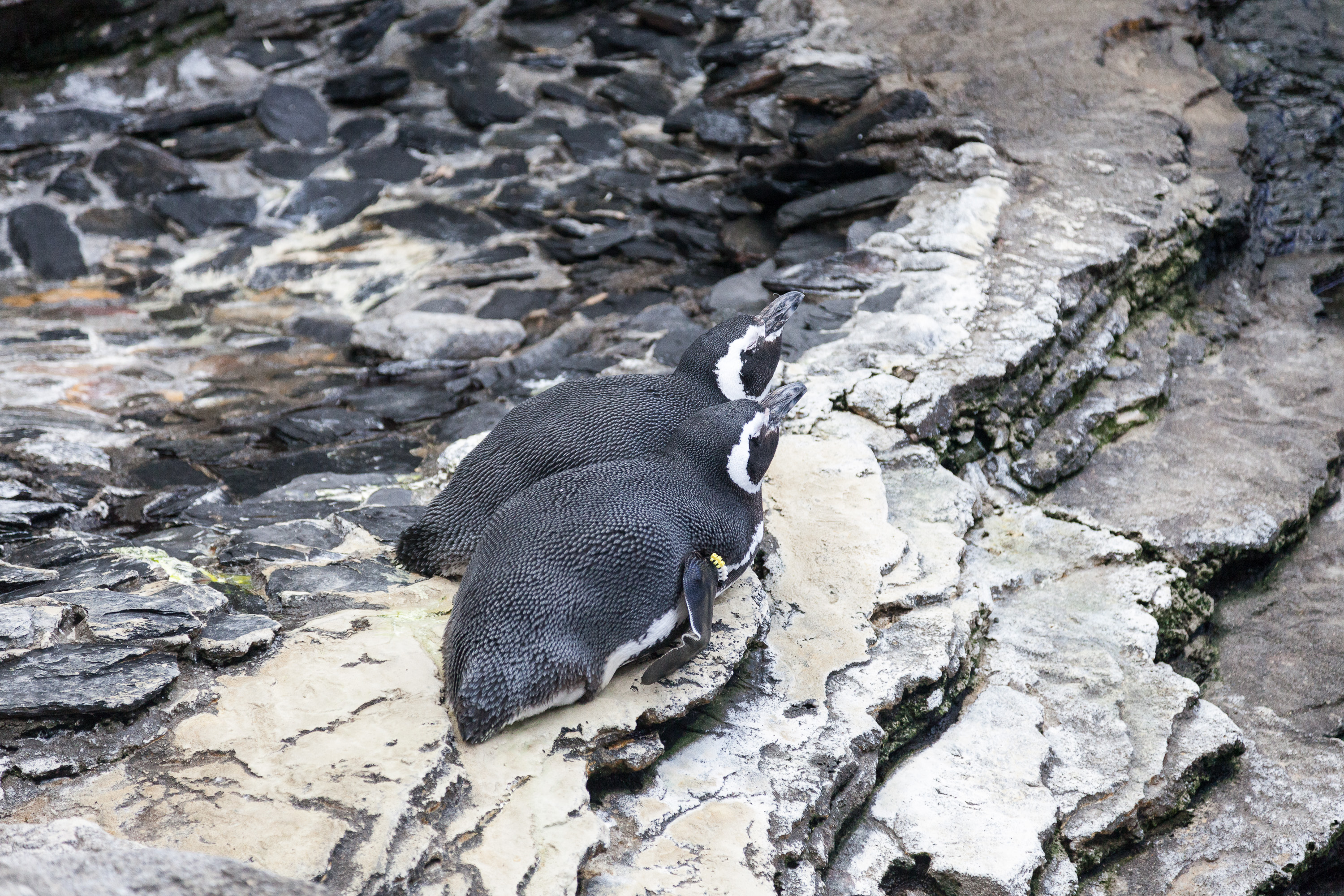 Пингвины  в Лиссабонском океанариуме