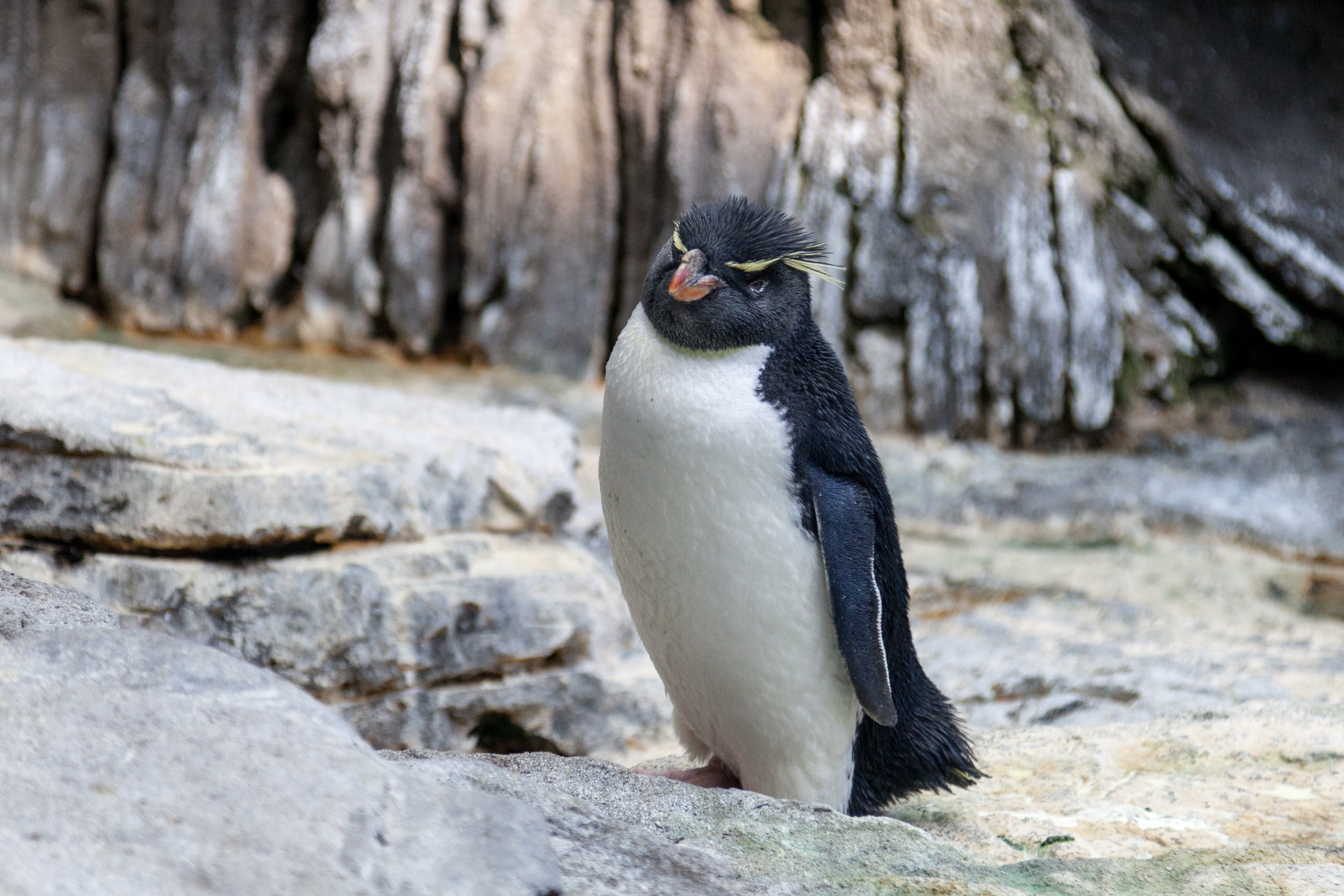 Пингвины  в Лиссабонском океанариуме
