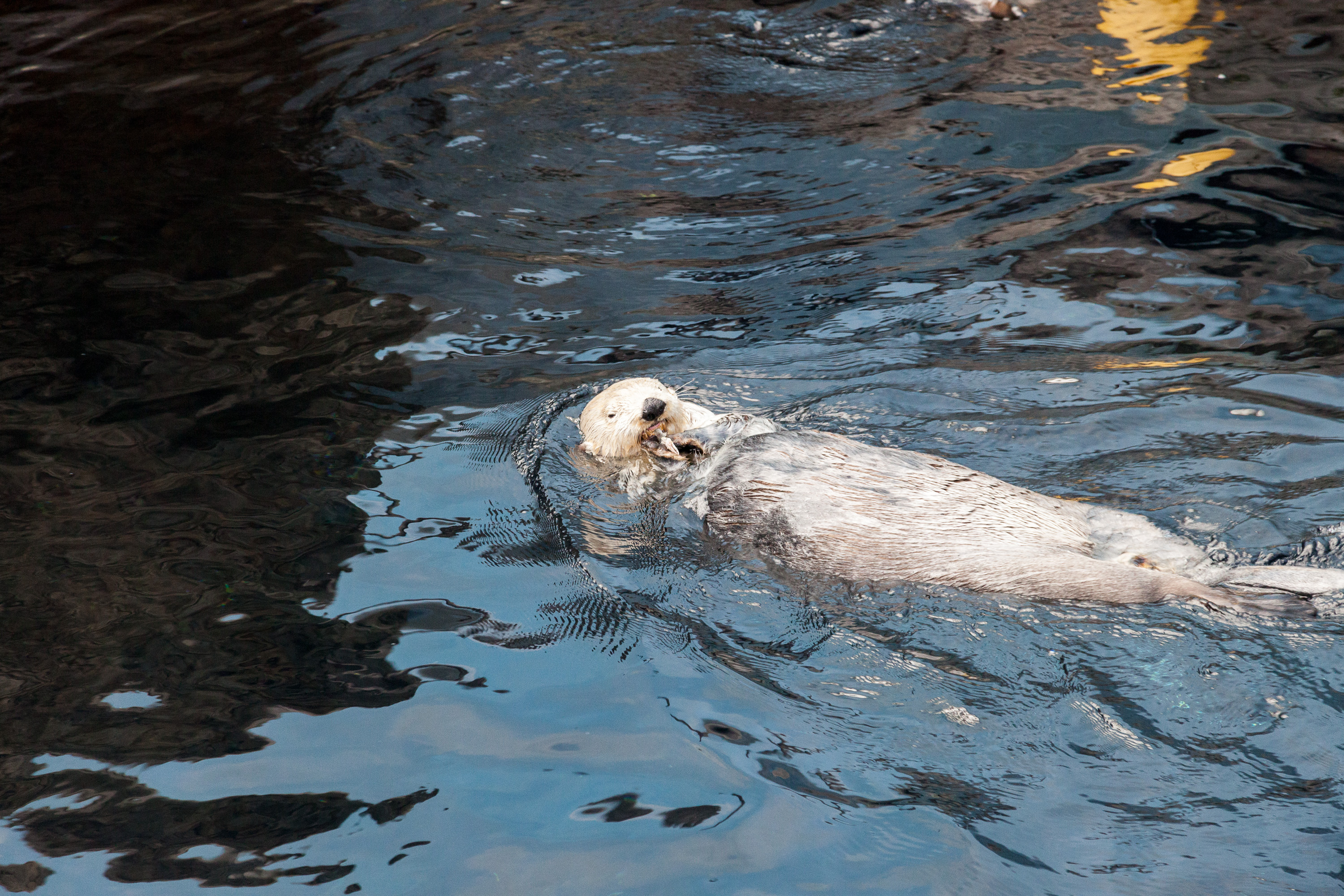 Каланы в Лиссабонском океанариуме
