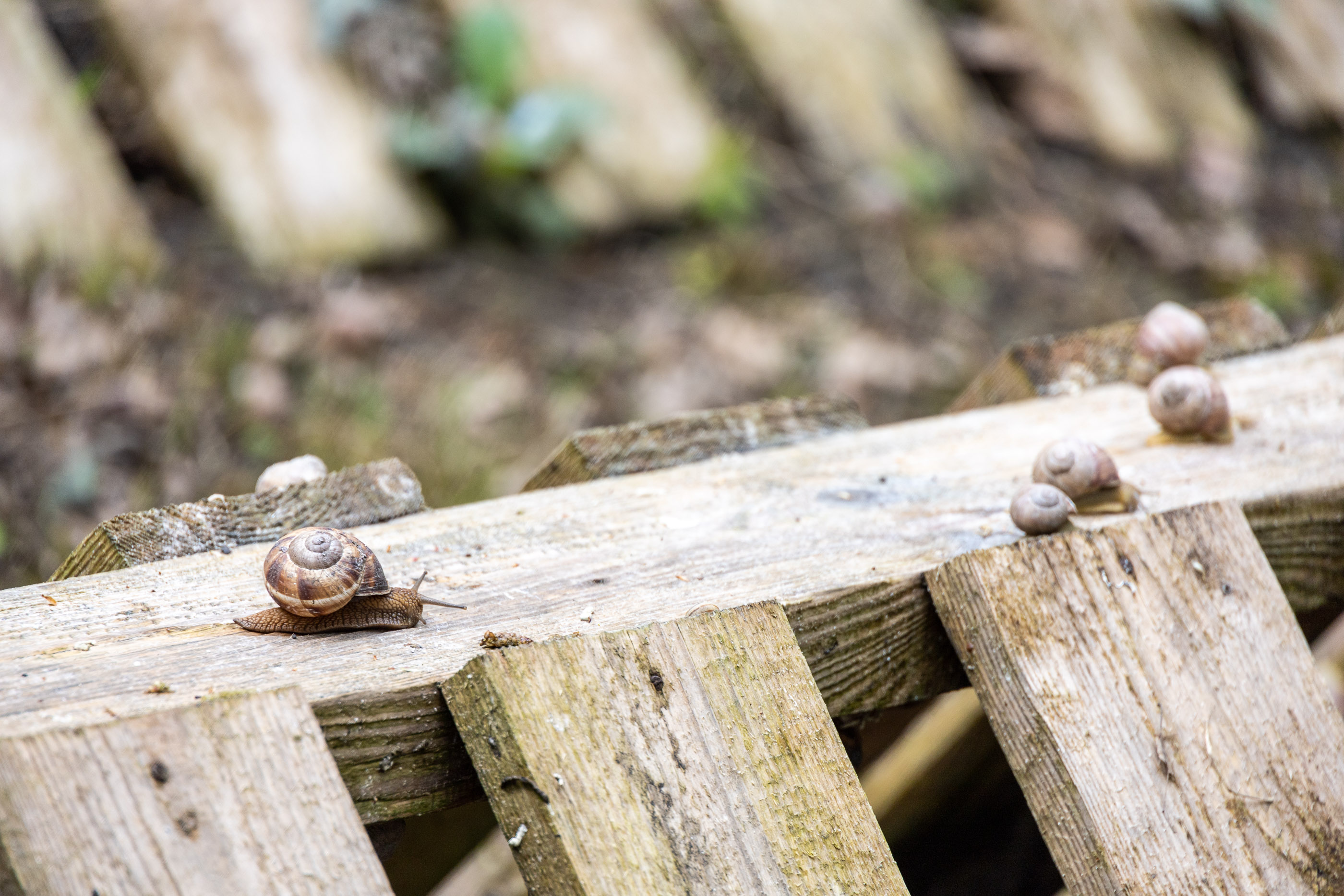 Виноградные улитки на улиточной ферме в Шато-Пино