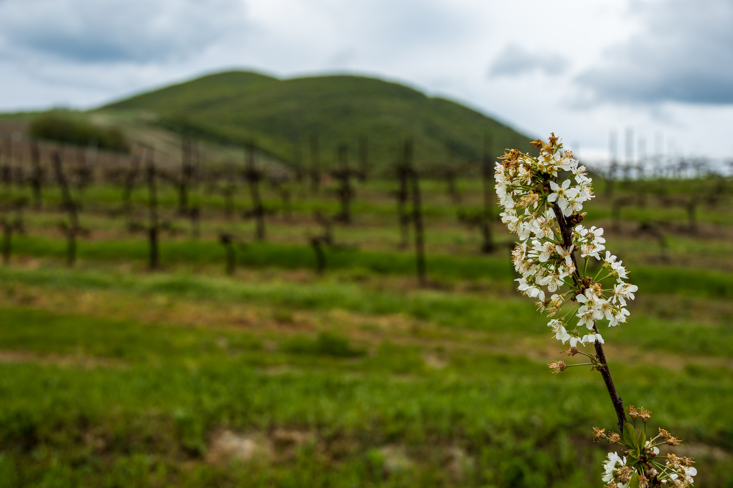 Виноградники Шато-Пино