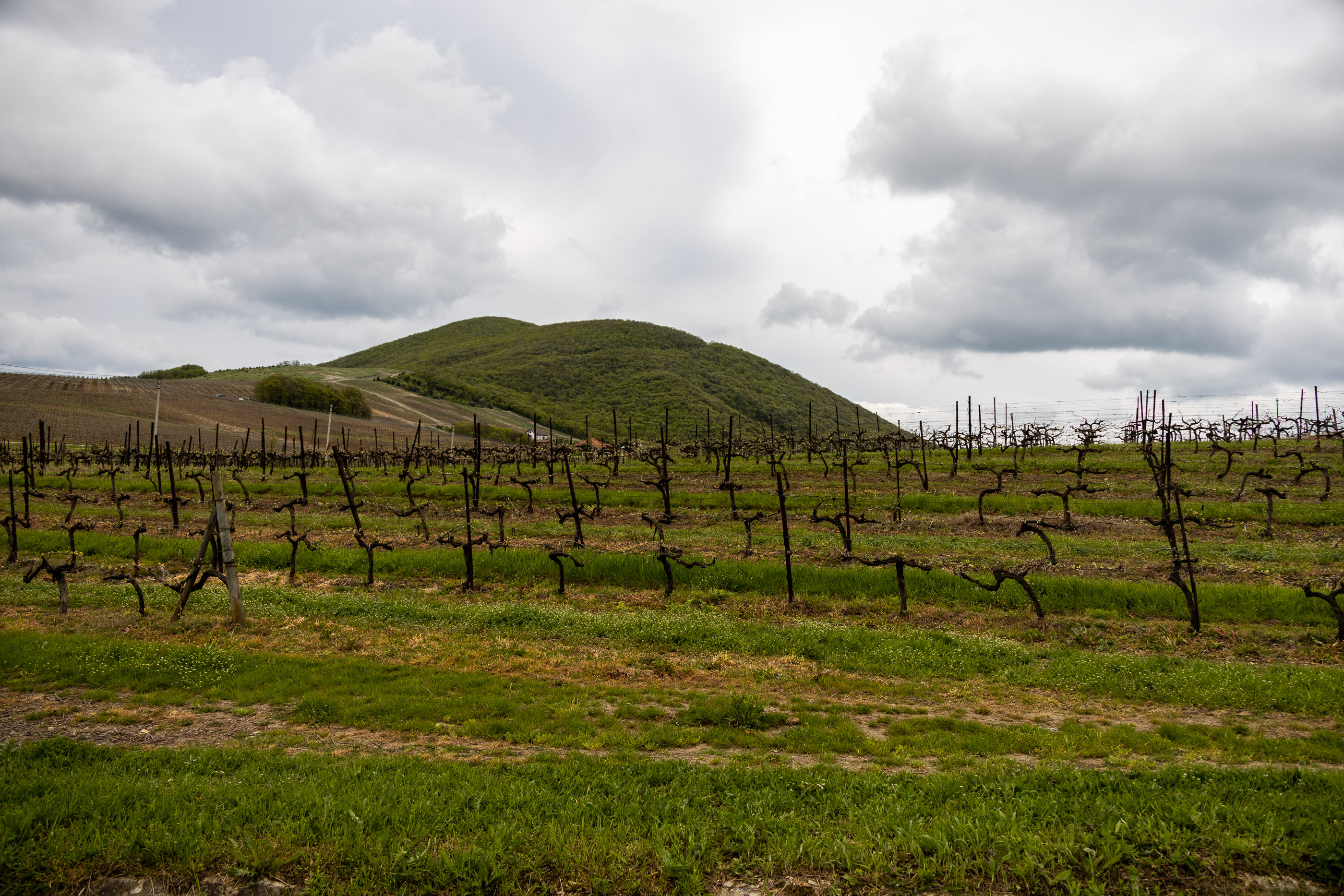 Виноградники Шато-Пино