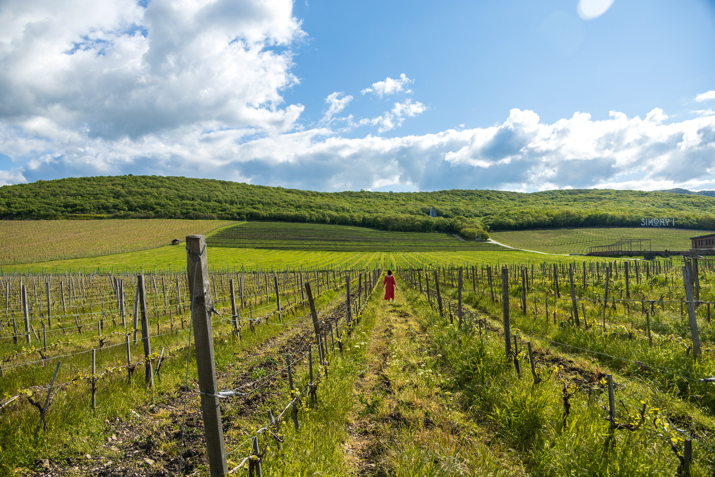 Виноградники Винотеррии