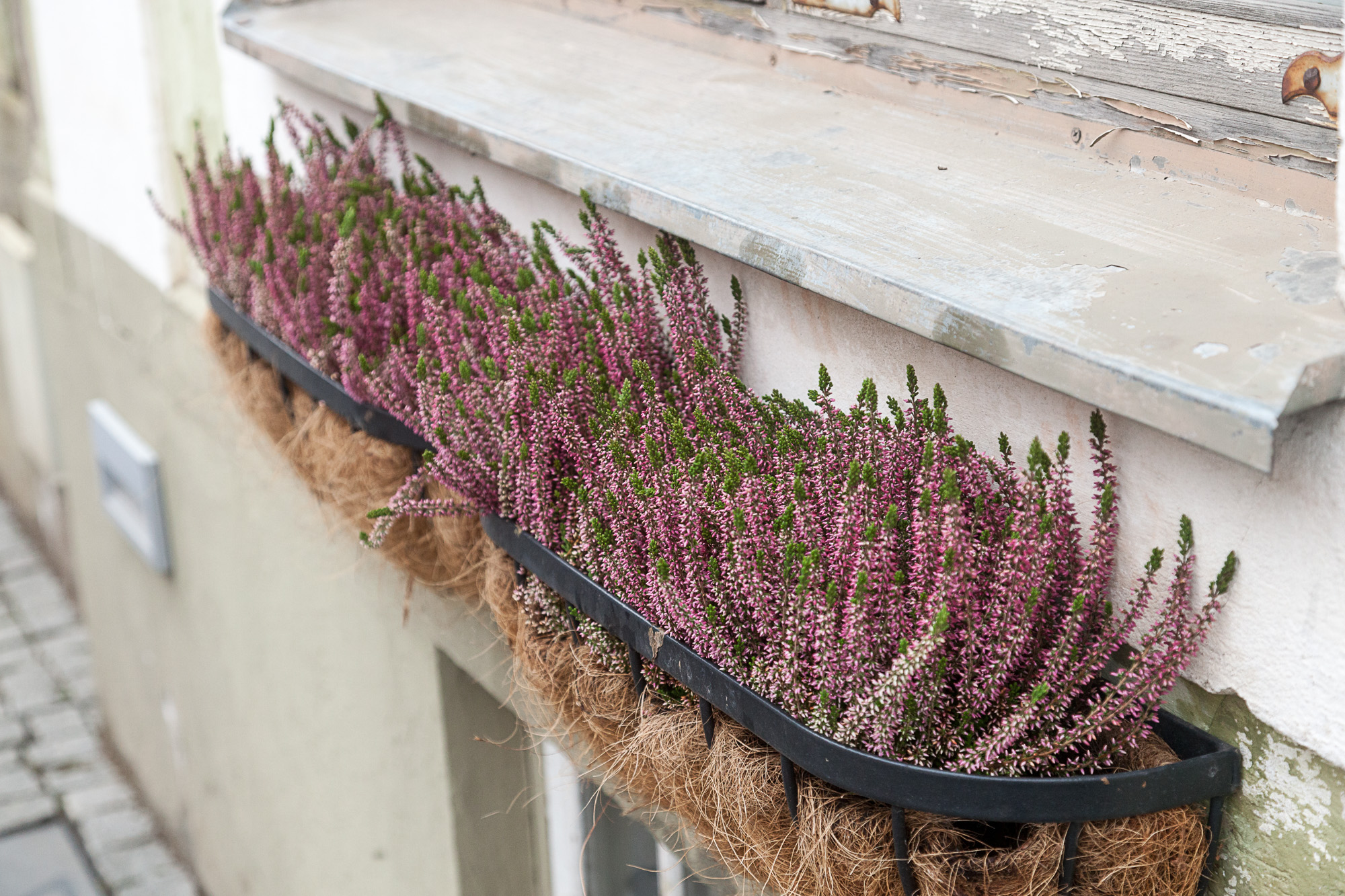 Вереск на улицах