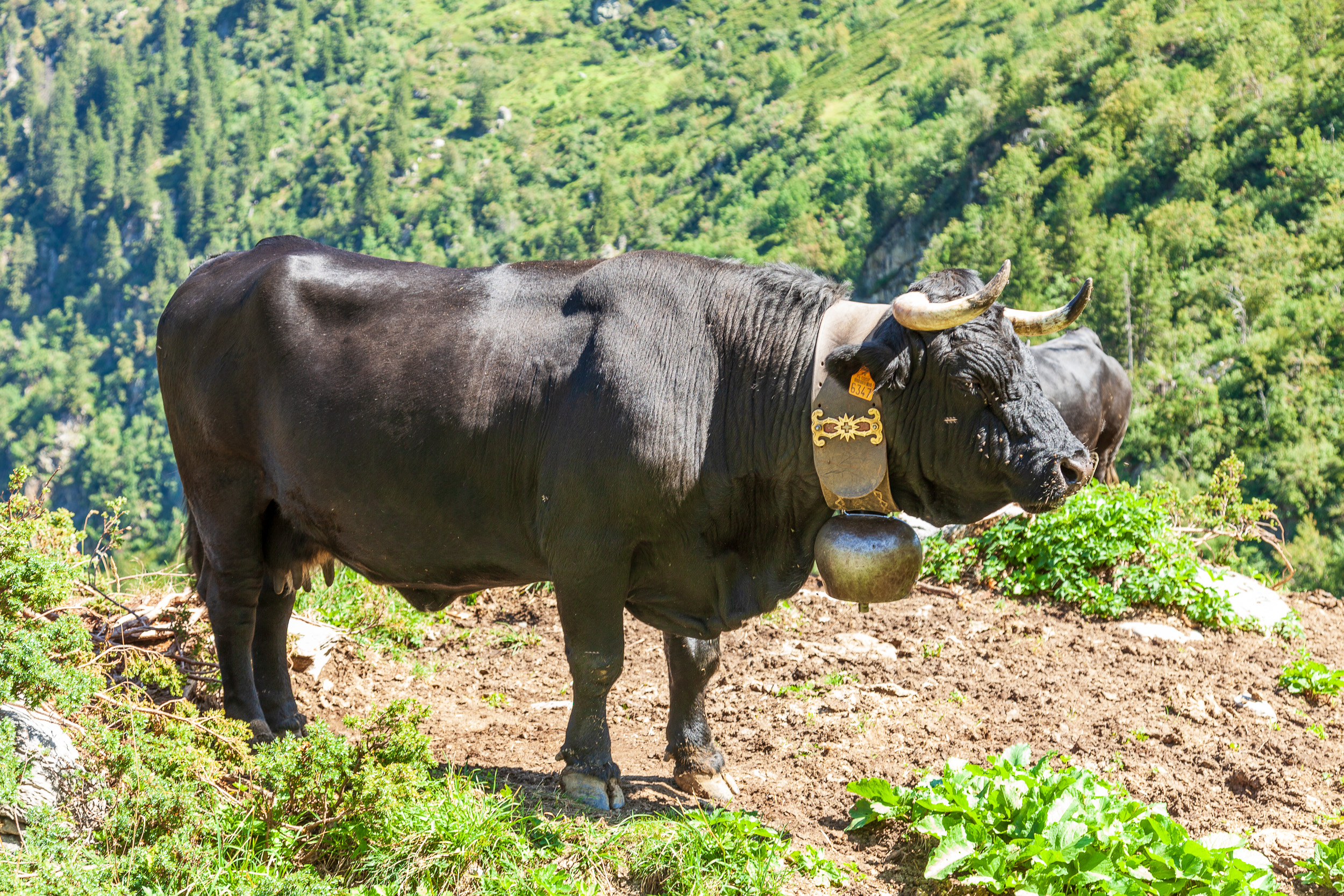 Альпийская буренка