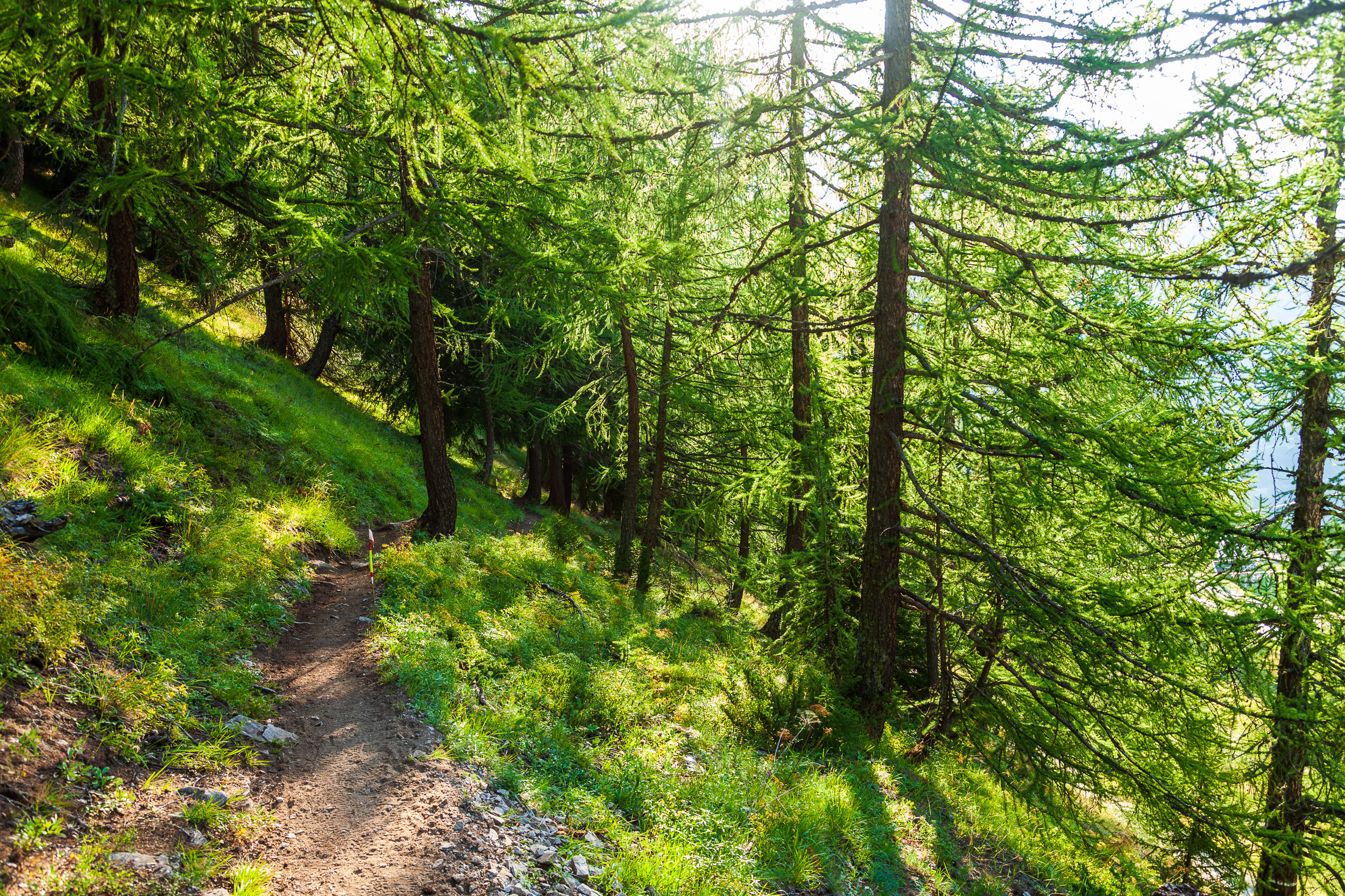 Спуск через лес