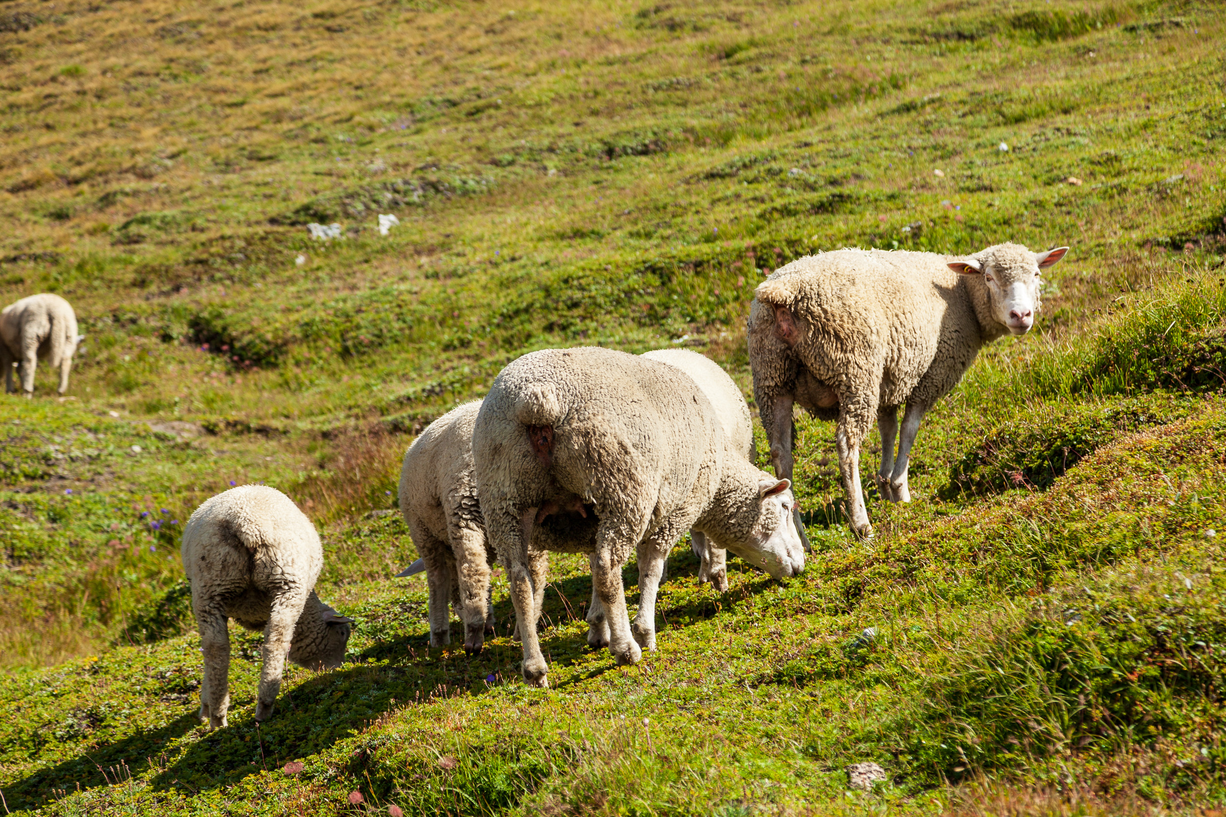 Овечки, массово пасущиеся у перевала