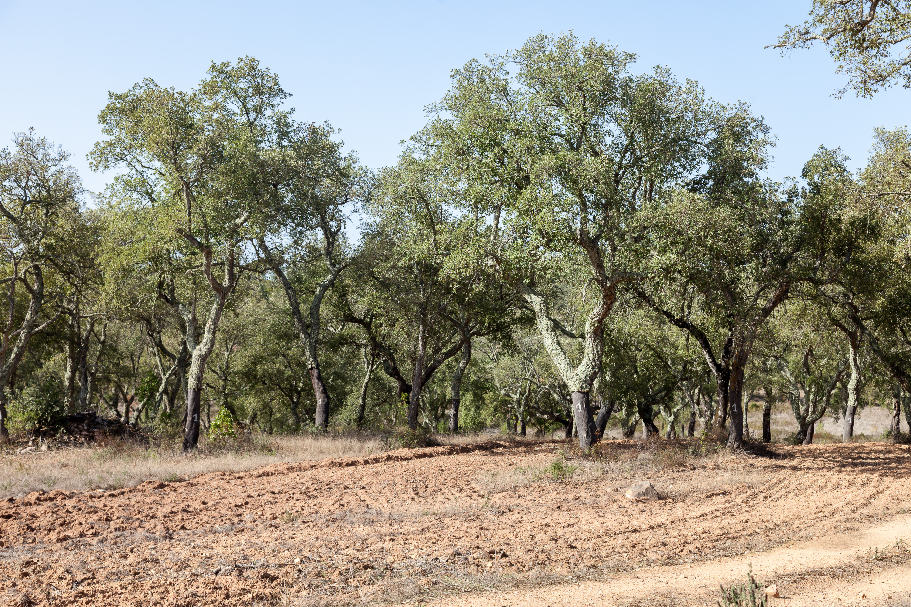 Пробковые плантации