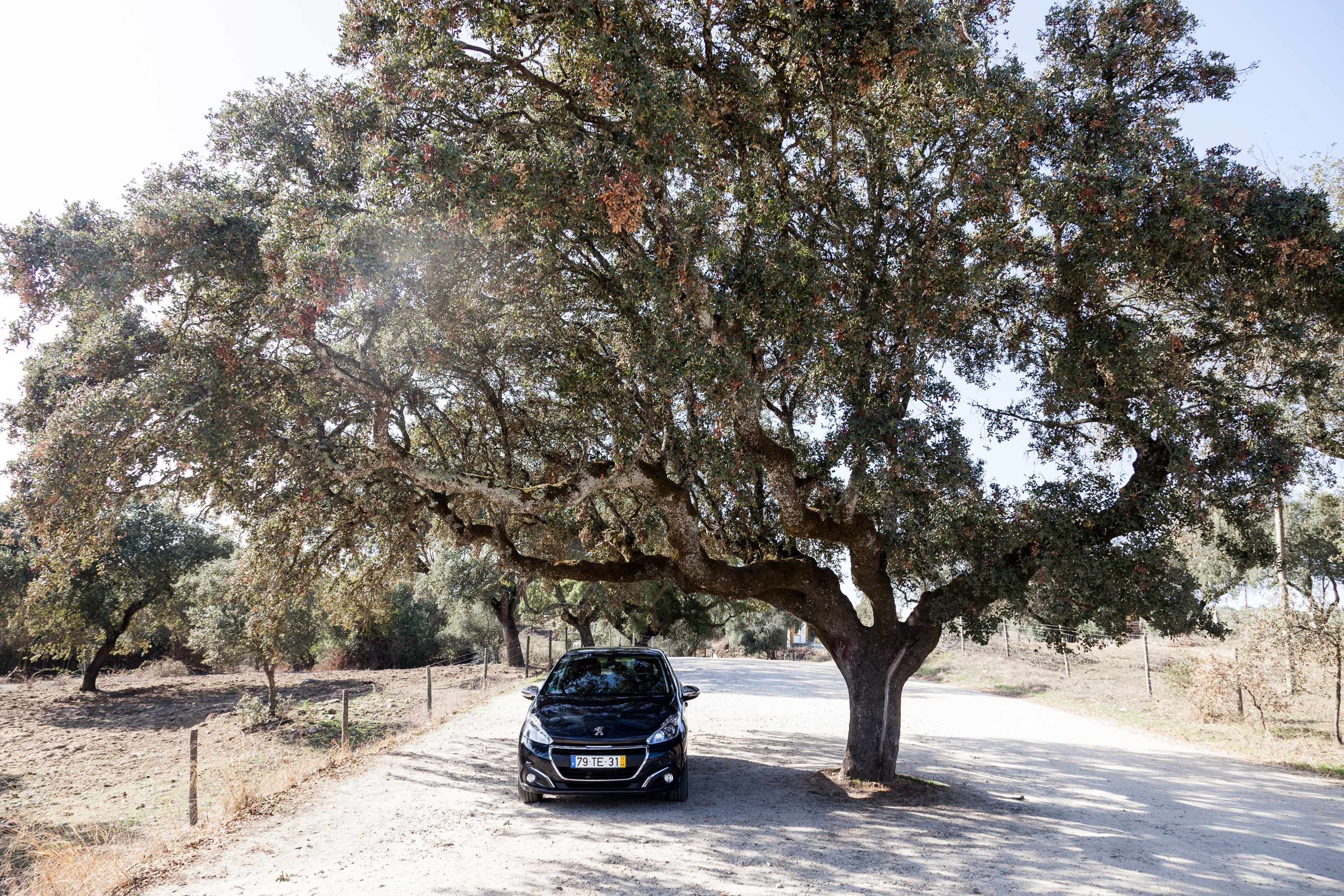 Наша машина в тени дерева
