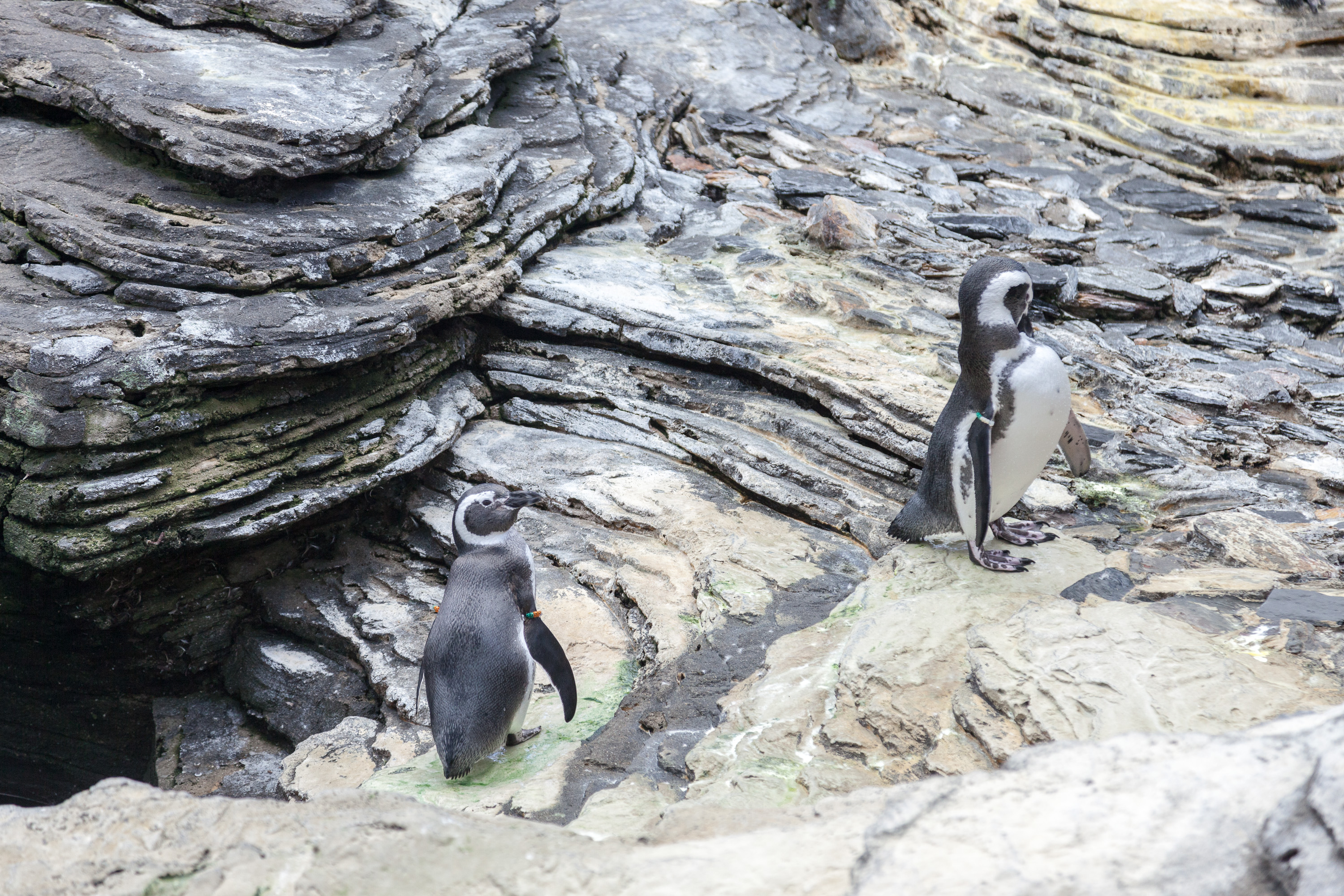 Пингвины  в Лиссабонском океанариуме