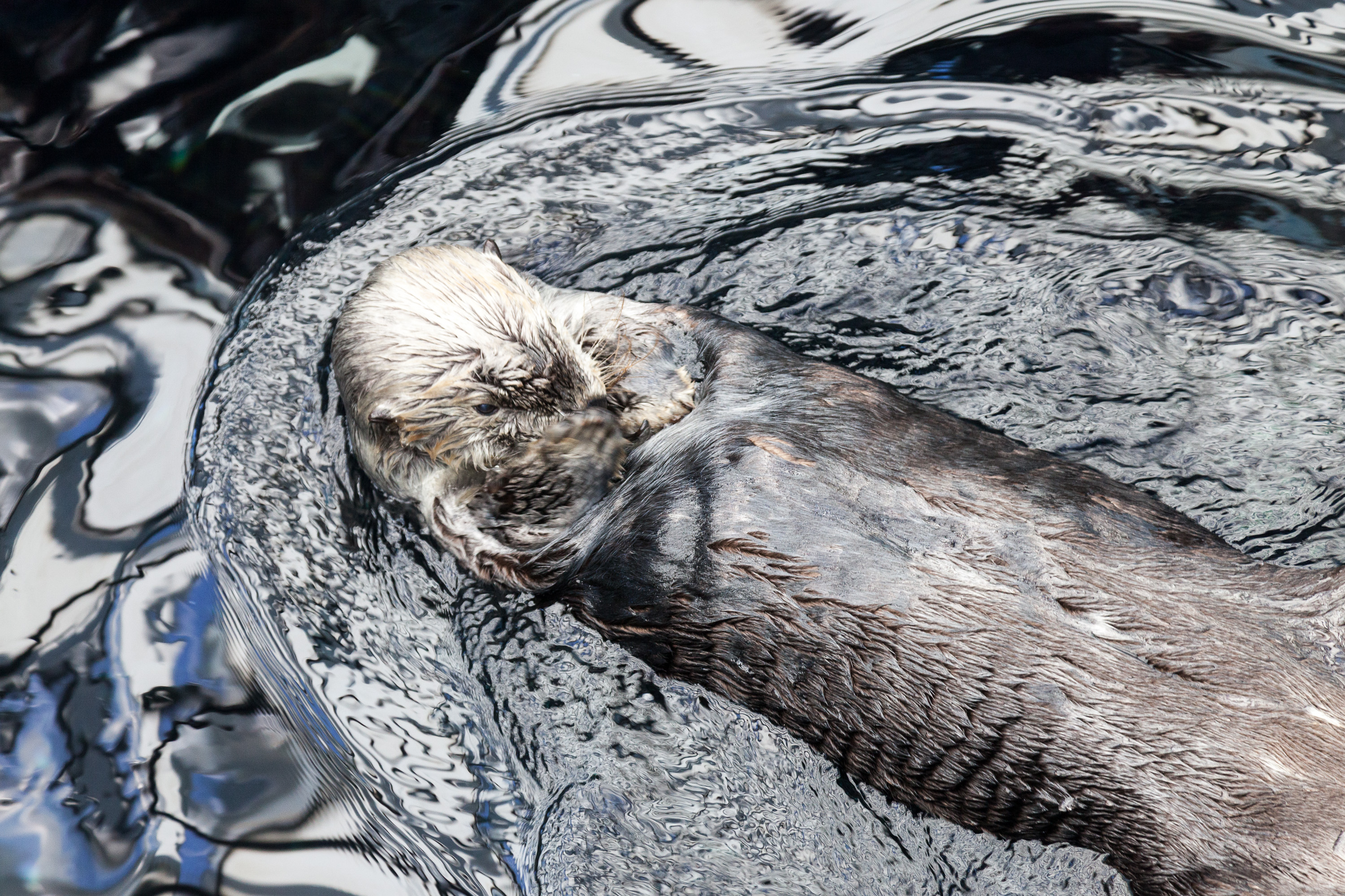 Каланы в Лиссабонском океанариуме