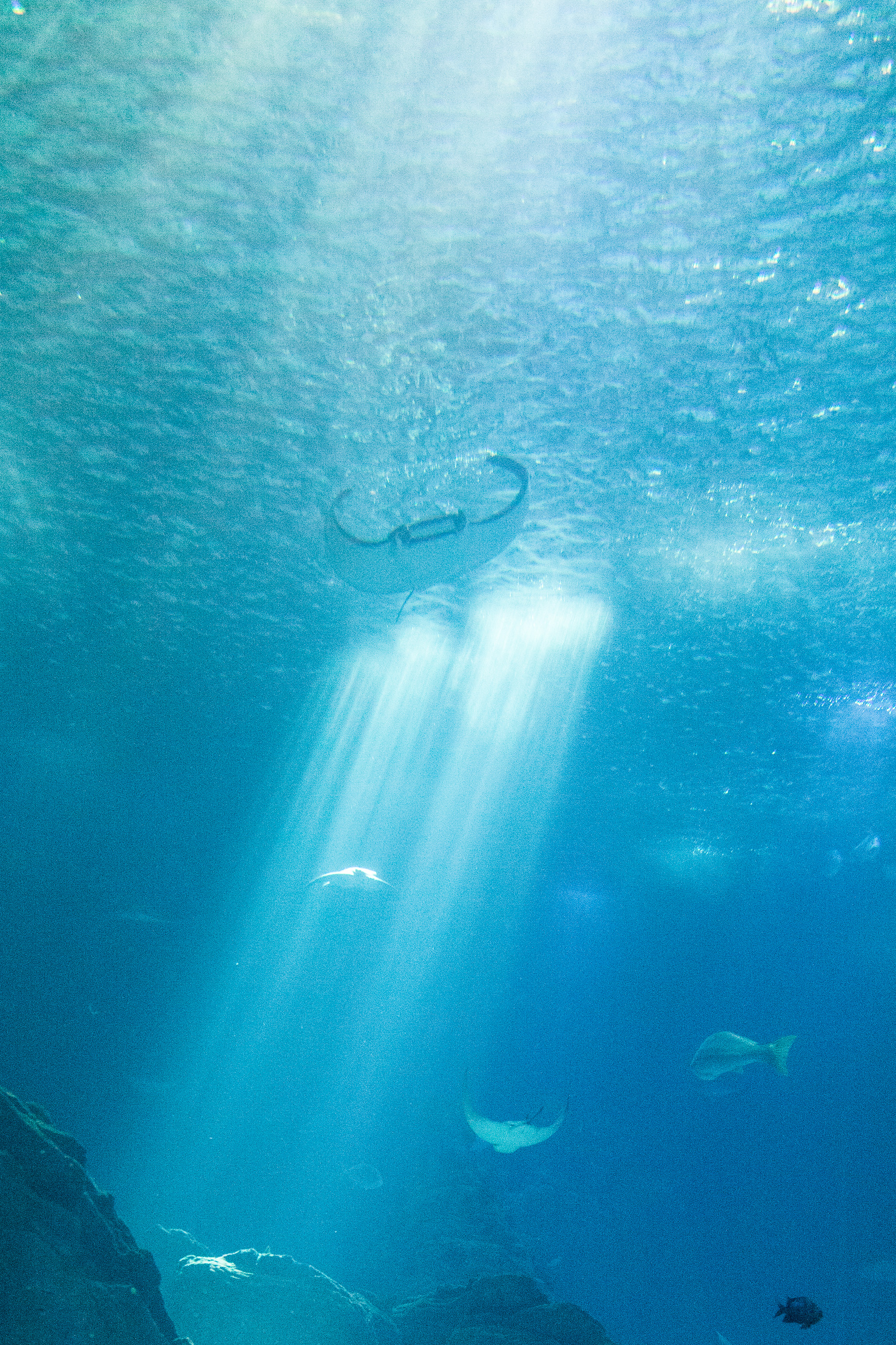 В Лиссабонском океанариуме