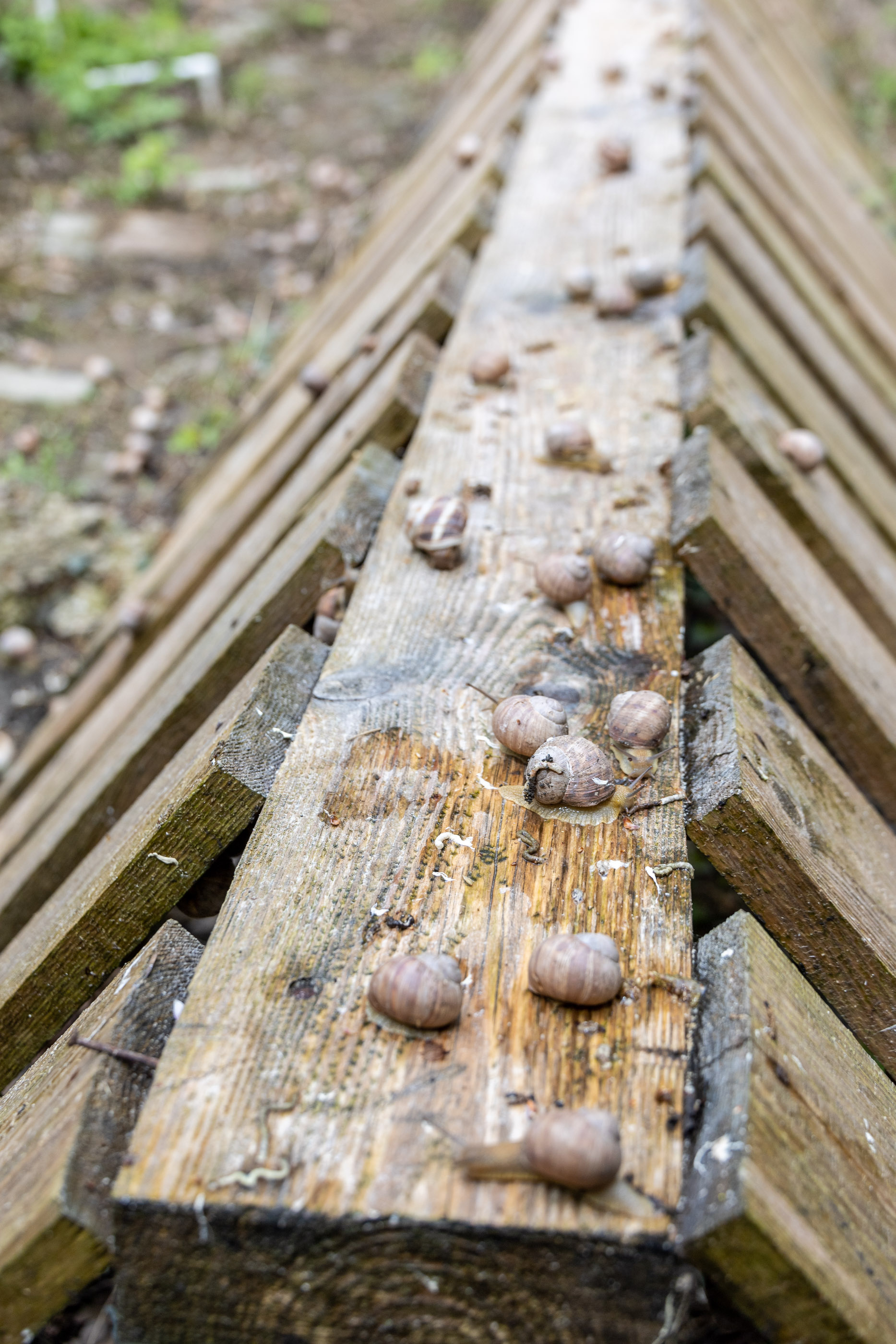 Виноградные улитки на улиточной ферме в Шато-Пино
