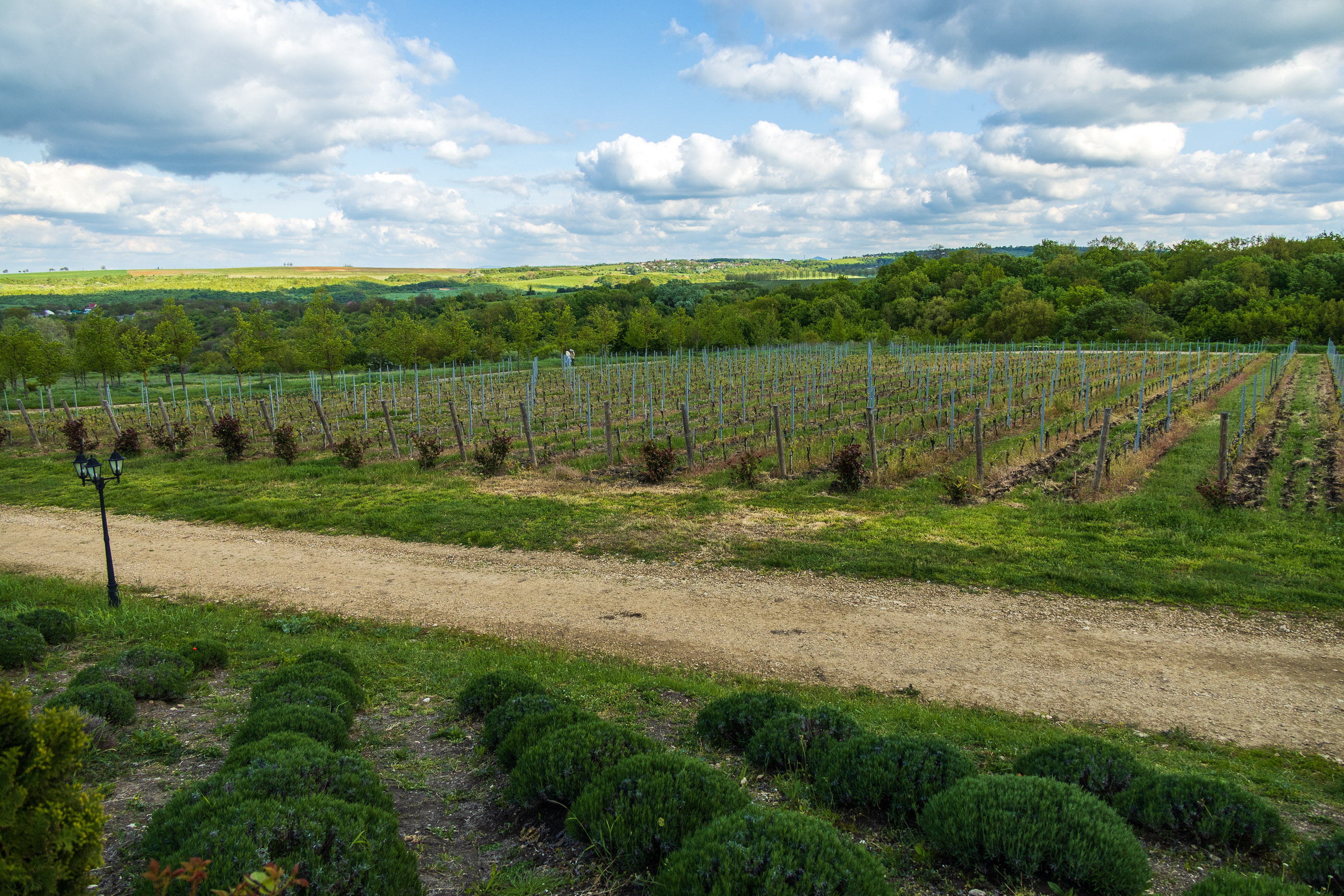 Лавандовые поля в парке "Долина Левкадия"