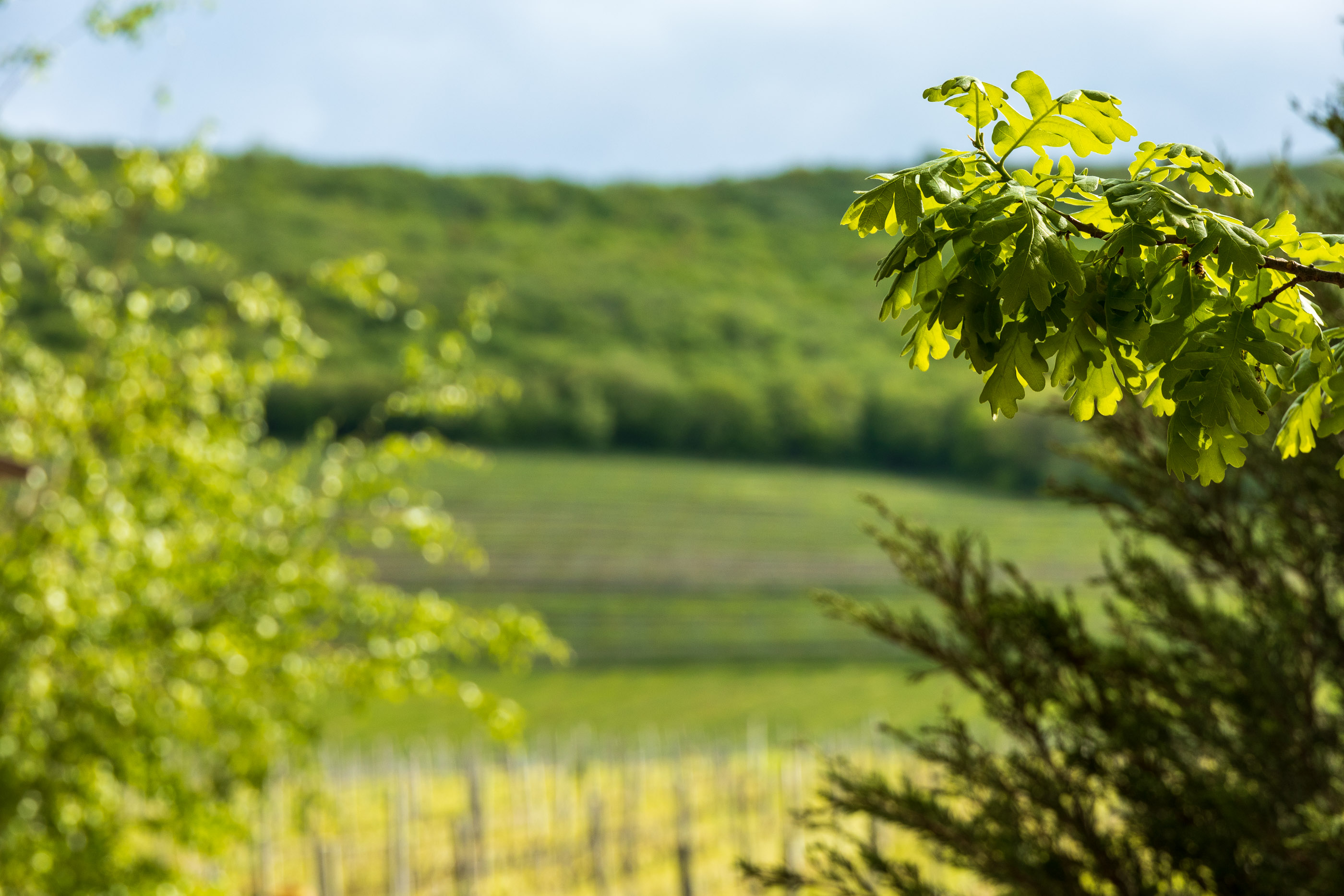 В "Винотеррии"