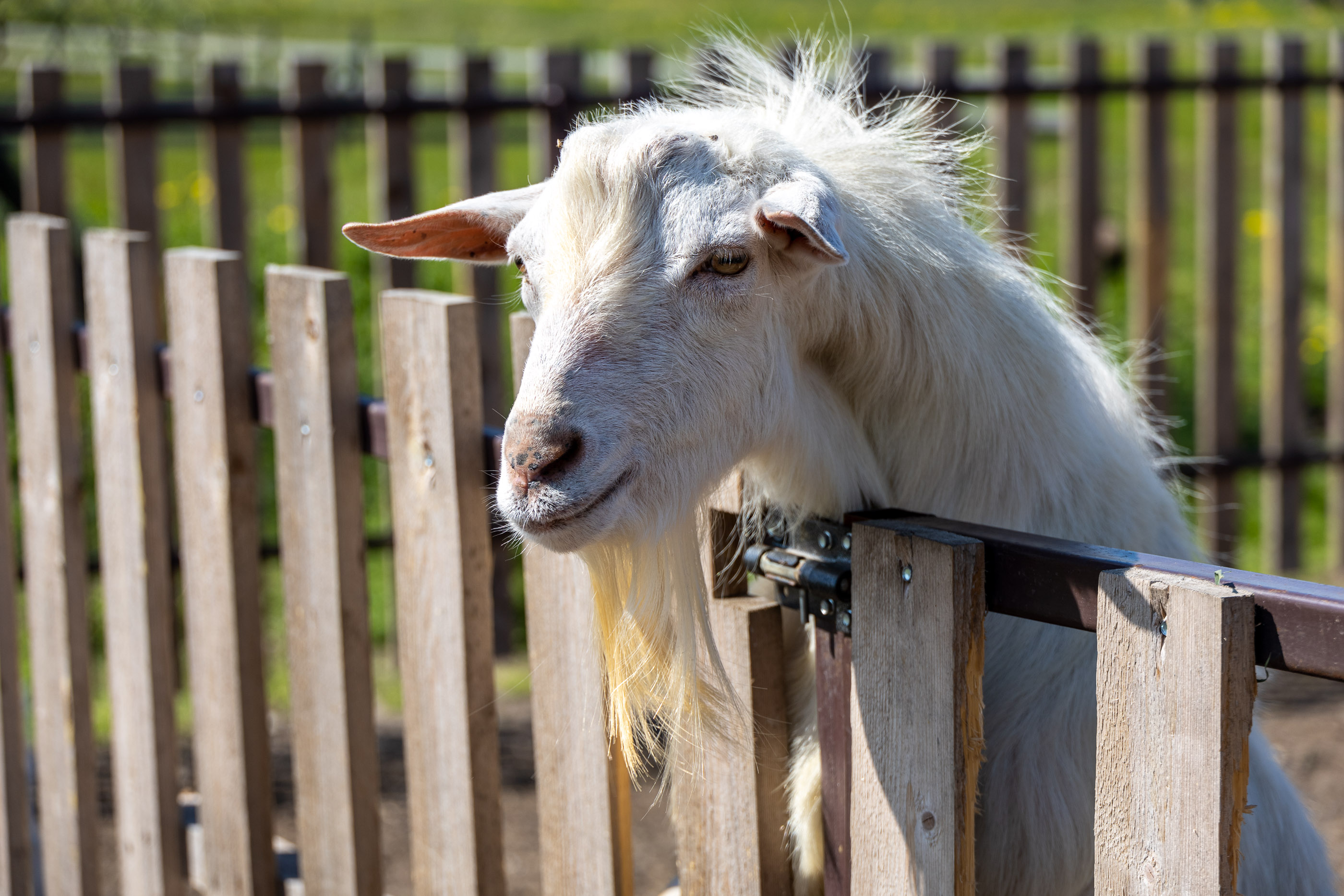 Козы Коза-Хутора