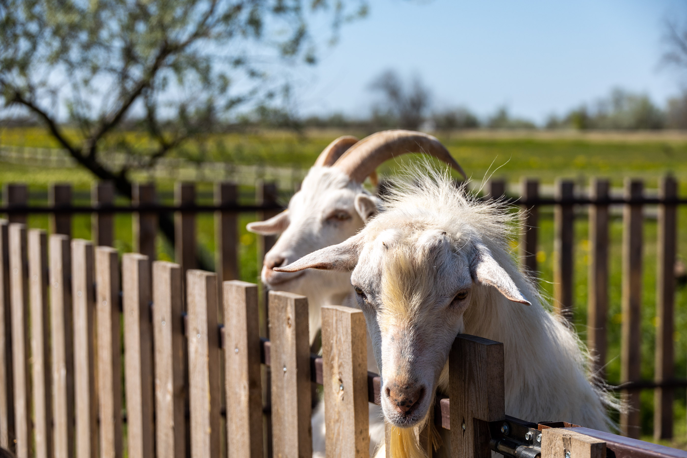 Козы Коза-Хутора