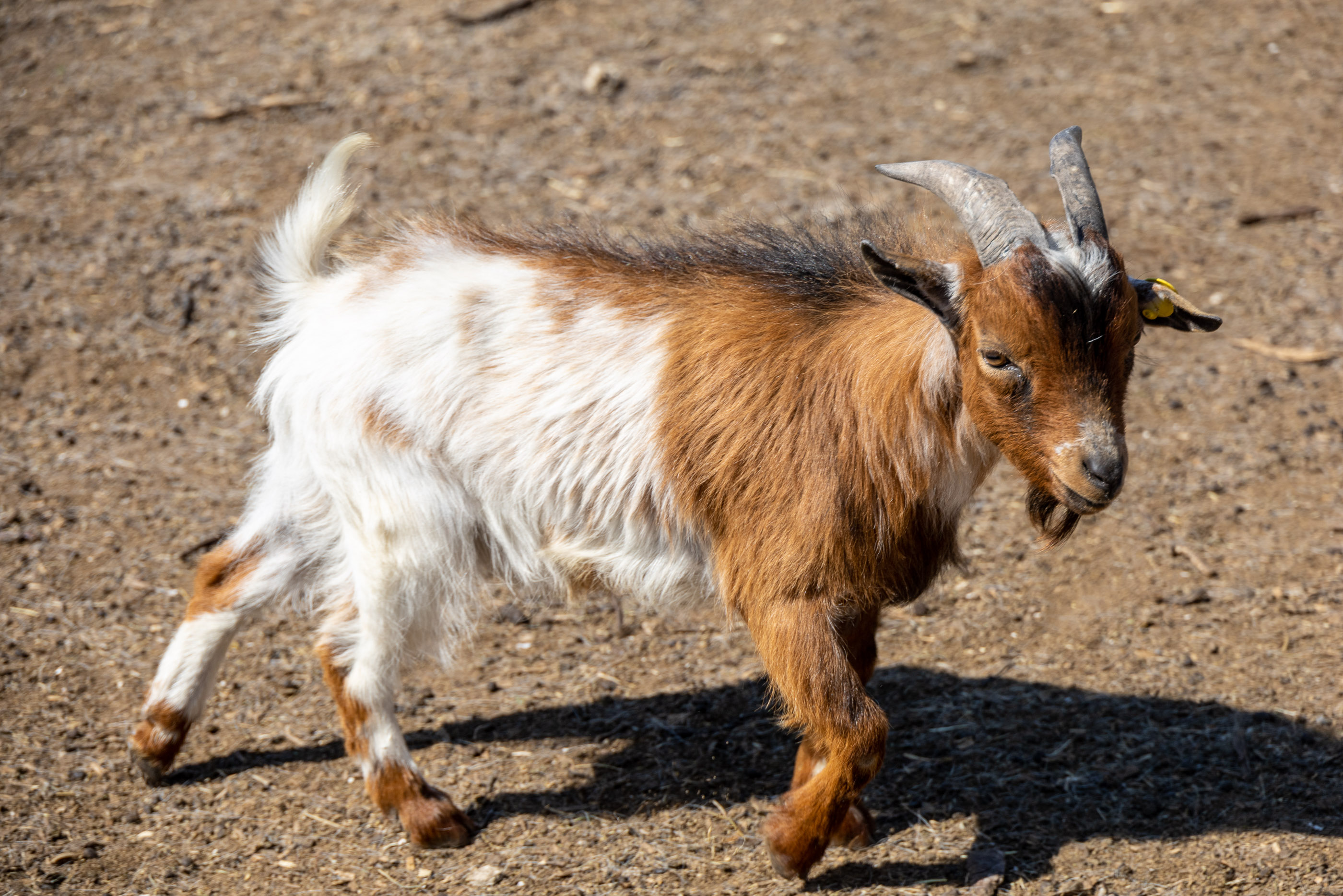 Козы Коза-Хутора