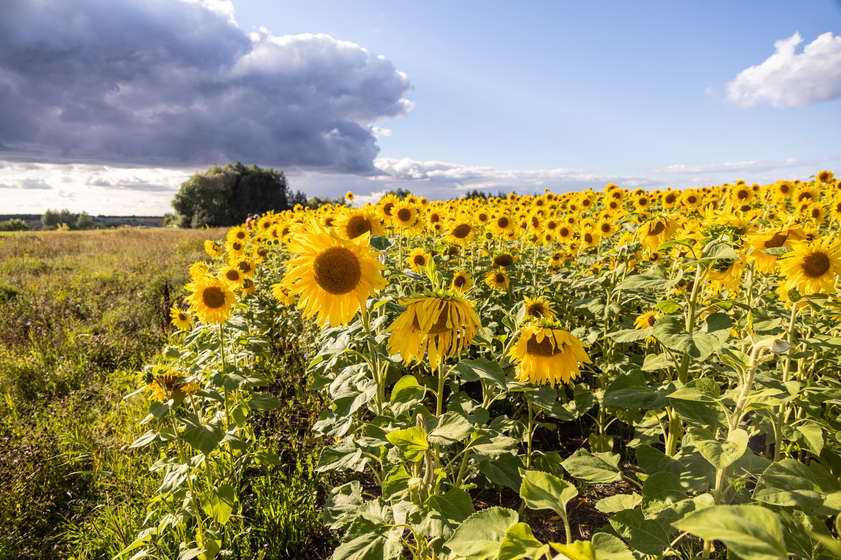 Природа Татарстана