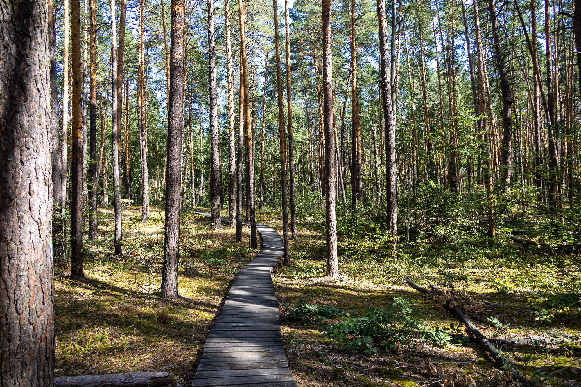 В Воронежском биосферном заповеднике