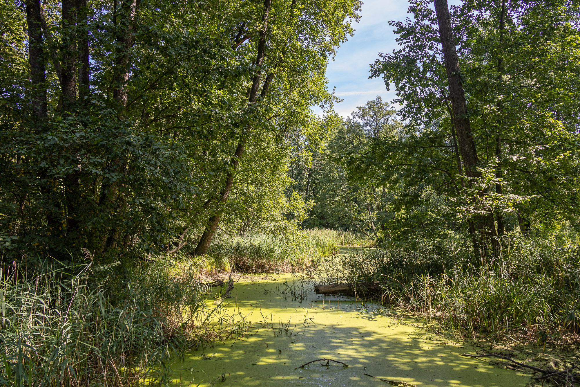 В Воронежском биосферном заповеднике